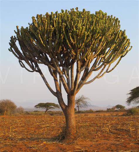 Euphorbia Candelabrum Alchetron The Free Social Encyclopedia