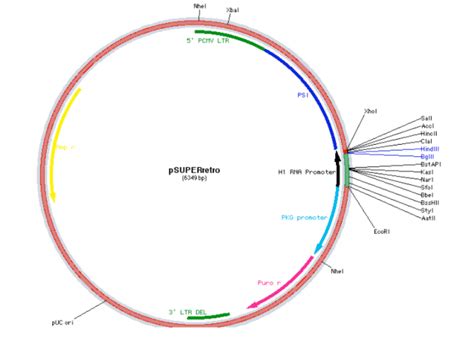 Psuperretropuro载体质粒图谱 优宝生物