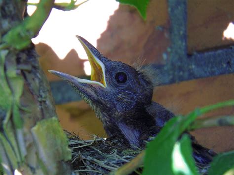 Blackbird Nest Brood Bird - Free photo on Pixabay - Pixabay