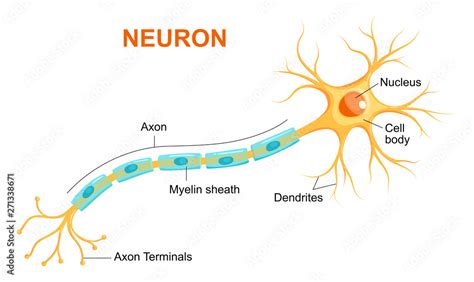 Illustration Of Neuron Anatomy Vector Infographic Neuron Nerve Cell