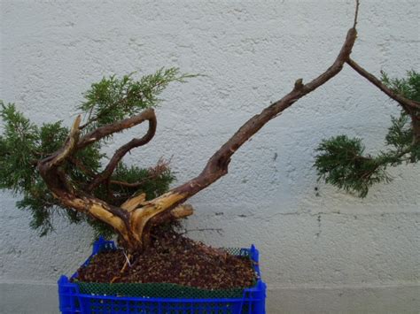 Junip Rus Yamadori Les Chuhin Et Autres Grands Bonsa Parlonsbonsai