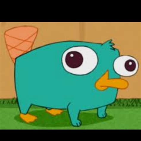 Baby Perry The Platypus Perry The Platypus Phineas And Ferb Platypus