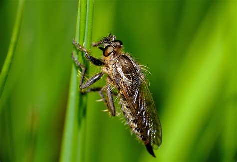 Free Images Nature Grass Flower Fly Green Insect Fauna