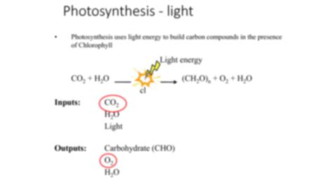 Solution Photosynthesis Studypool