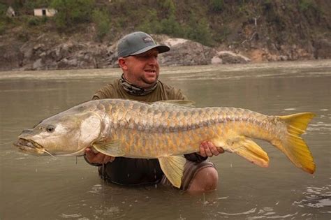 The Golden Mahseer Himalayan Outback