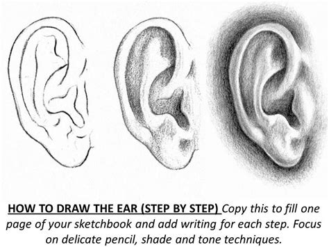 How To Draw Ears Step By Step