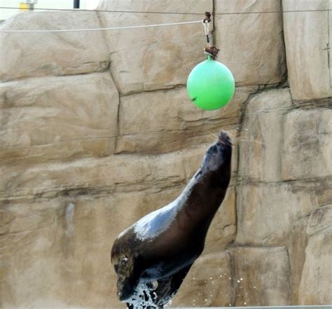 Sea Lion Playing Tag at Sequarium Rhyl