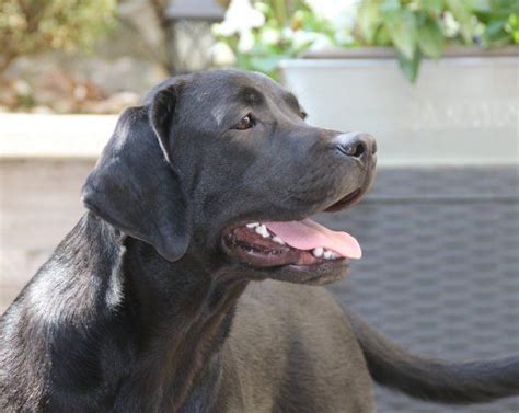 Chiots De La Race Labrador Retriever Disponibles Sur Chiots De France