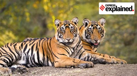 International Tiger Day: How Project Tiger saved the big cat in India ...