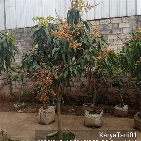 Jual Indukan Pohon Mangga Kiojay Berbunga Berbuah Kota Tangerang