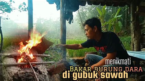 Camping Hujan Deras Saya Bikin Bakar Burung Dara Di Gubuk Sawah