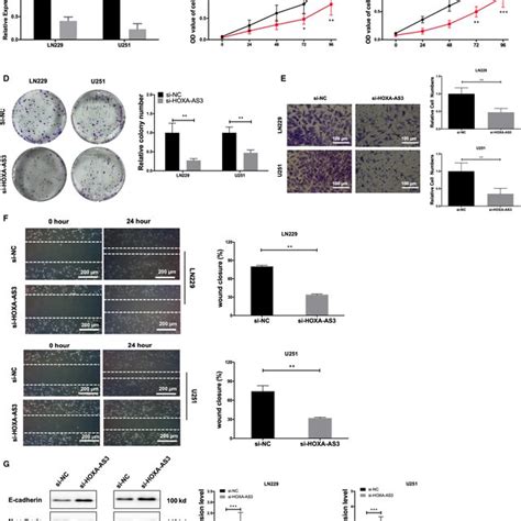 Knockdown Of LncRNA HOXAAS3 Reduces Glioblastoma Multiforme Cell