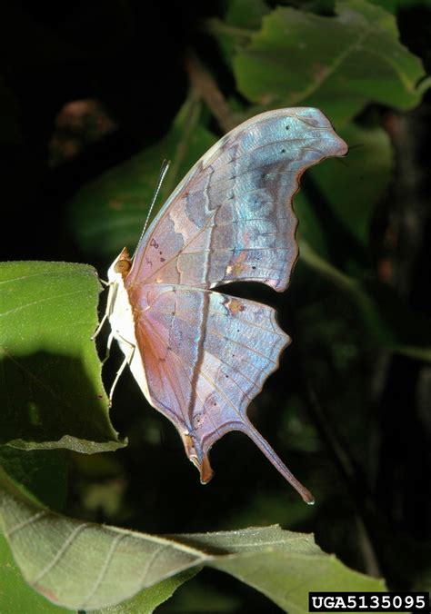 Leafwing Butterflies Genus Anaea