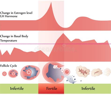 Ovulation Chart Stock Vector Image Of Infertility Body 16896621