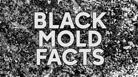 Black mold: What you need to know - ABC13 Houston