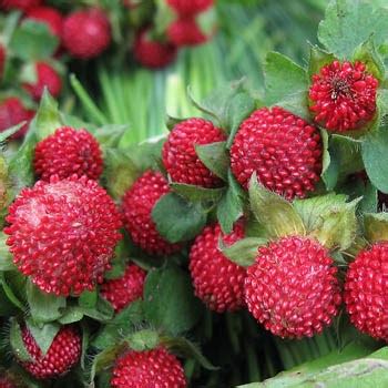 How To Grow Strawberries From Seeds Change Comin