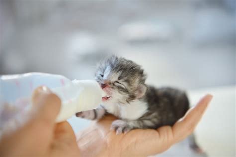 How To Bottle Feed Newborn Kittens 7 Care Tips And Guide Hepper