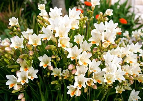 Freesia Plant Care & Growing Guide