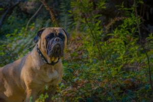 Bullmastiff Colors: A Handy Guide To 5+ Colors & Markings