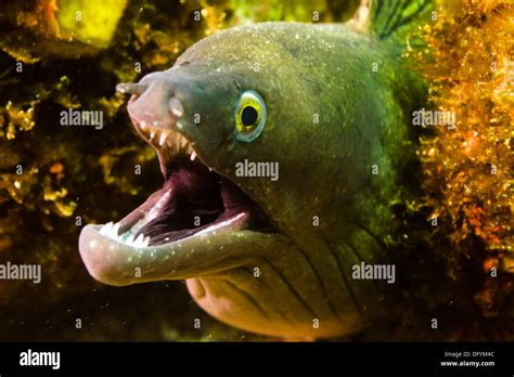 Moray eel close up hi-res stock photography and images - Alamy