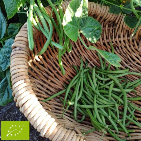 Nos graines potagères haricot nain Pongo bio La Bonne Graine