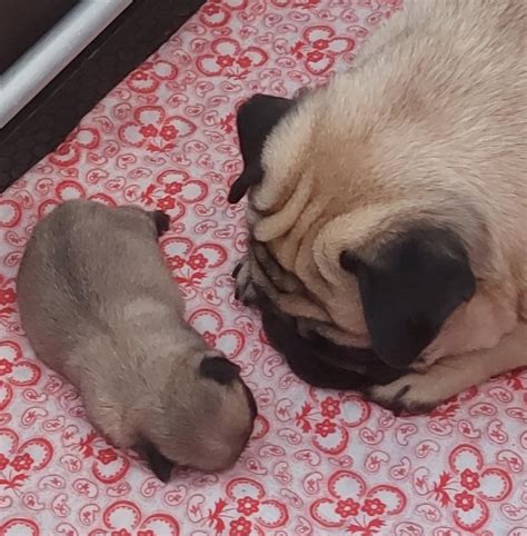 Mommy pug and her precious baby : pug