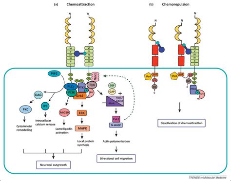 Netrin 1 In The Developing Enteric Nervous System And Colorectal Cancer