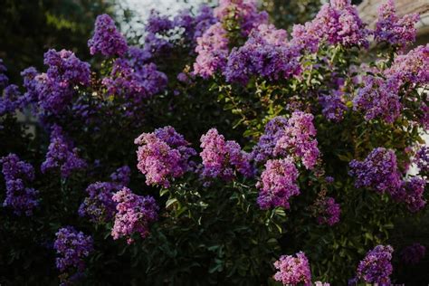 Free picture: purple, lilac, tree, flower garden, flowers, garden ...