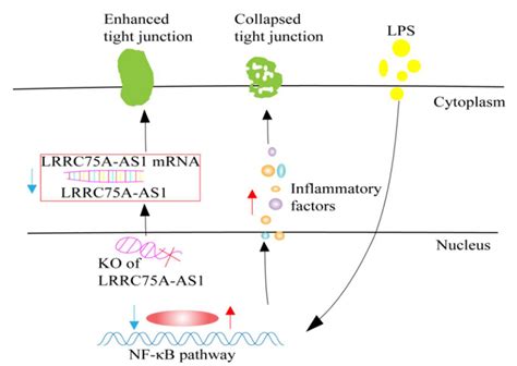 Progress In Expression Pattern And Molecular Regulation Mechanism Of