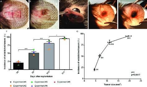 Tumor Inoculation Method A B Ventral View Of An Ear During Surgery