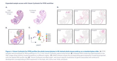 X Genomics Visium Cytassist Spatial Transcriptomics Gene Expression