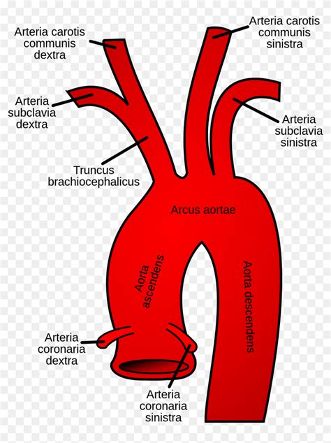 Aortic Arch, HD Png Download - 1200x1484 (#2518114) - PinPng