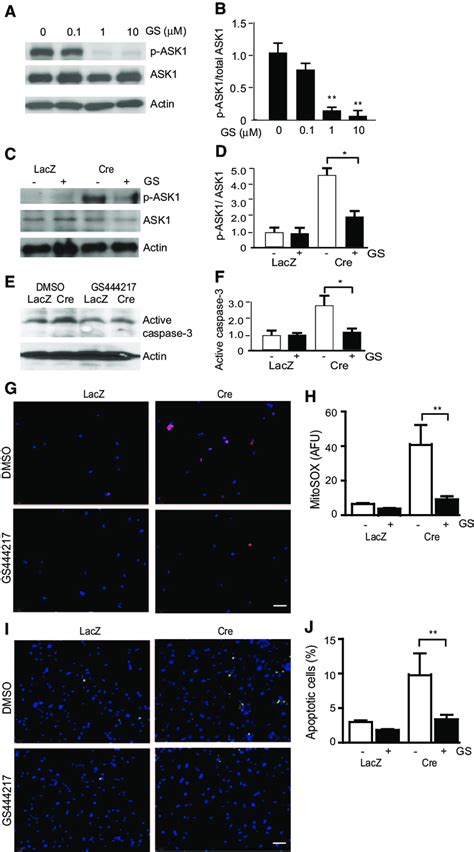 ASK1 Specific Inhibitor Blocks Trx2 Deletion Induced ASK1 Activation