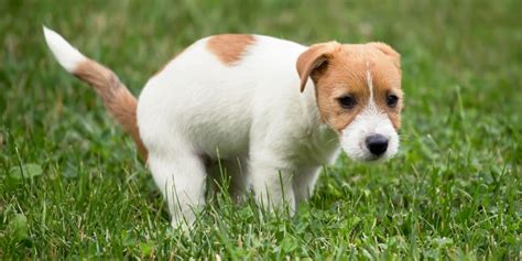 Dog Bowel Incontinence – Symptoms, Treatments & FAQs