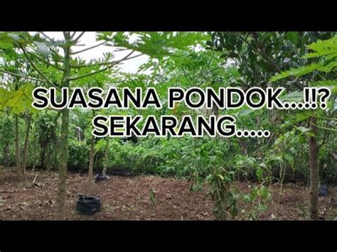 Ngeri Kayak Hutan Belakang Pondok Lebat Awas Ular Youtube