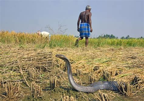 Indian Cobra Naja Naja Whic Image Eurekalert Science News Releases