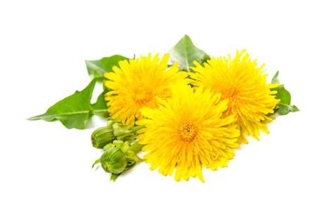 9 Powerful Health Benefits Of Dandelion And How To Use Them Biotrust