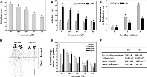 Effect Of Excess Fe On Lr Formation In Arabidopsis Col 0 Seedlings