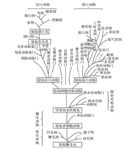 生物进化与和谐挂云帆