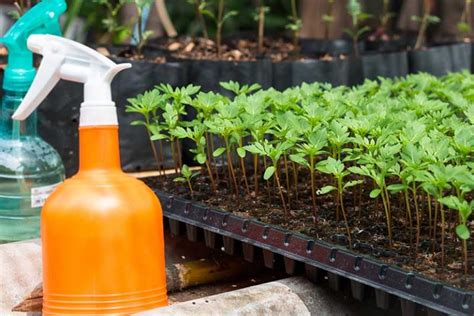 When And How To Plant Marigold Seeds Gardeners Path