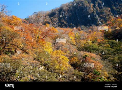 Colorful Fall Foliage In The Nikko National Park Nikko Japan Stock