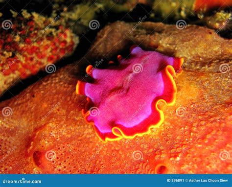 Marine Flatworm stock image. Image of worm, marine, macro - 396891