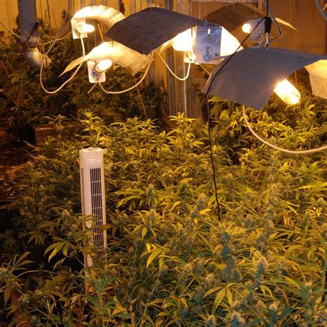 Schon Wieder Cannabis Plantage In H Hr Grenzhausen Entdeckt Swr Aktuell