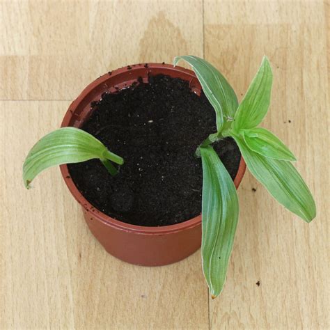 How to grow Tradescantia fluminensis from cuttings
