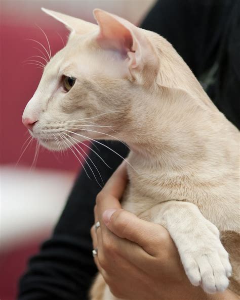 Oriental Shorthair Millamarin Ivika K Heikki Siltala Catza Net