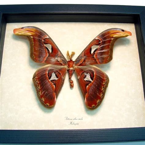 Attacus Atlas Male Moth 7 Wingspan Snake Head Real Framed