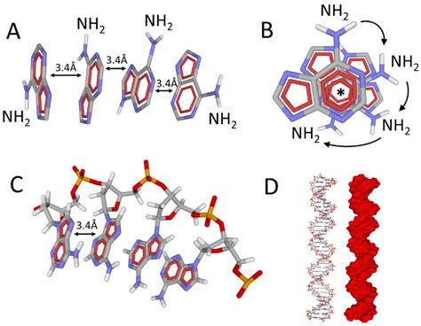 life rethinking biology  light  fundamental parameters pmc