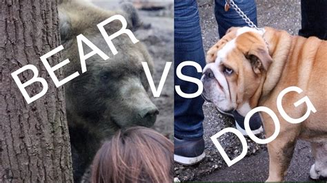 Bear Vs Dog Youtube