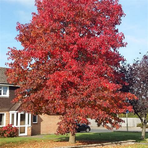 Sweetgum Tree Liquidambar Styraciflua Worplesdon Roots Plants