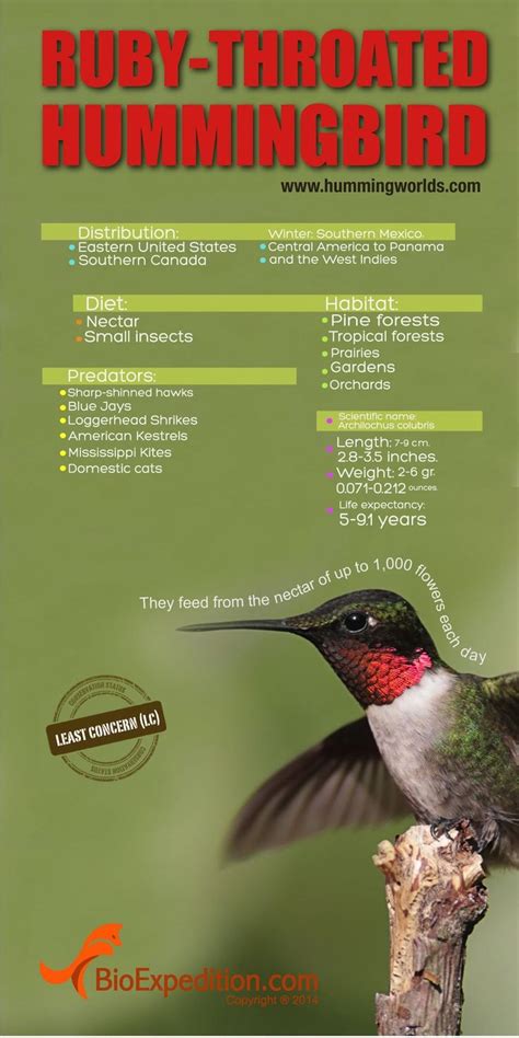 Ruby-Throated Hummingbird Infographic - Hummingbird Facts and ...